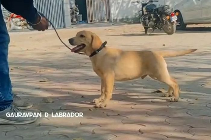 DogsIndia.com - Labrador Retriever - Gauravpan D Labradors