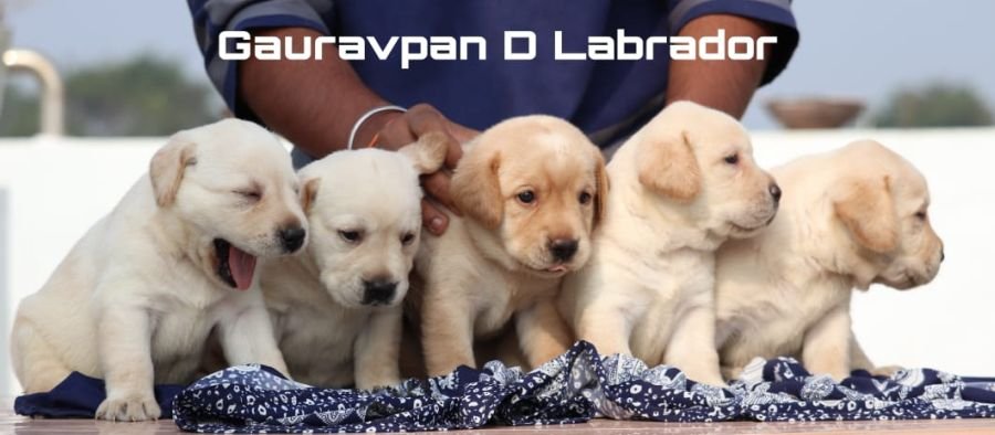 DogsIndia.com - Labrador Retriever - Gauravpan D Labradors