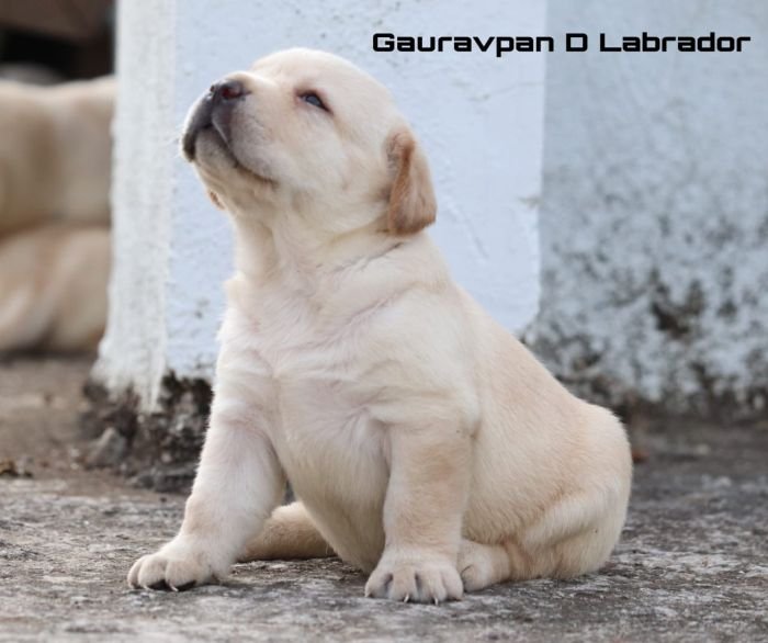 DogsIndia.com - Labrador Retriever - Gauravpan D Labradors