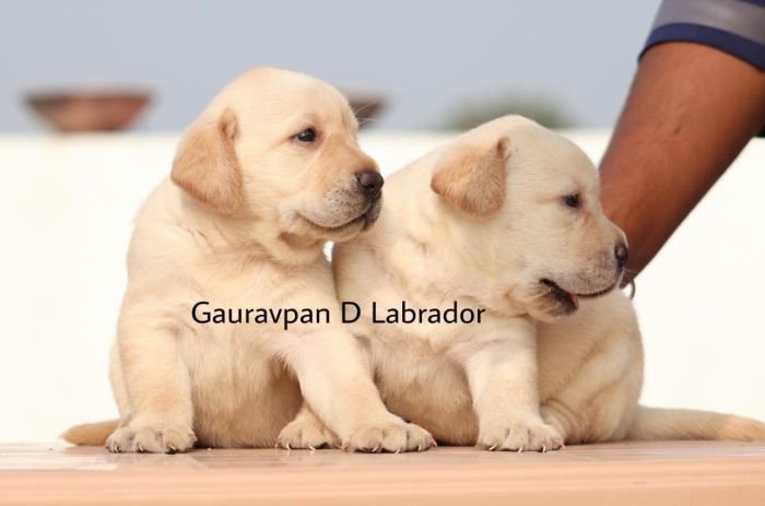 DogsIndia.com - Labrador Retriever - Gauravpan D Labradors