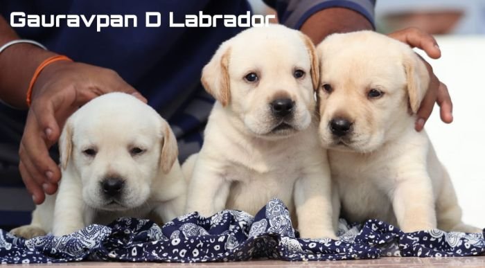 DogsIndia.com - Labrador Retriever - Gauravpan D Labradors
