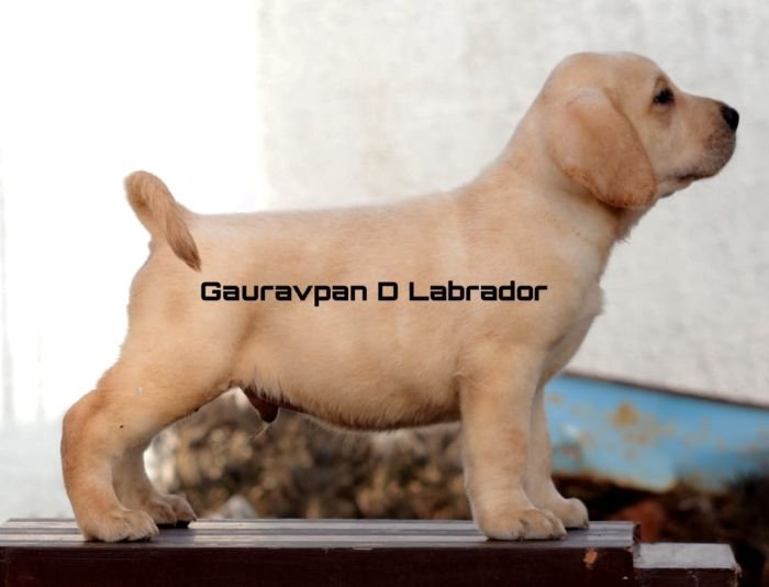 DogsIndia.com - Labrador Retriever - Gauravpan D Labradors