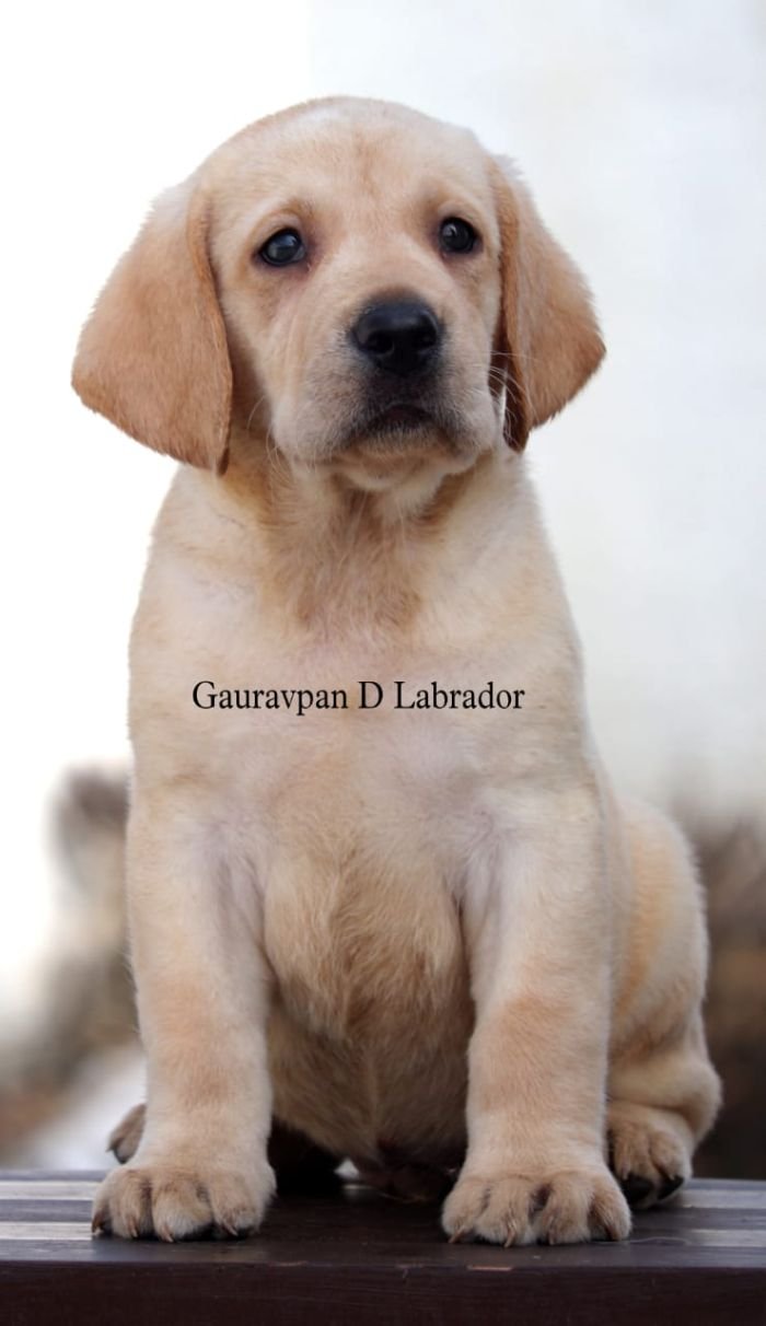 DogsIndia.com - Labrador Retriever - Gauravpan D Labradors