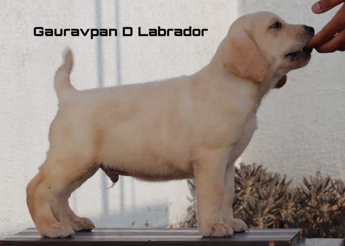 DogsIndia.com - Labrador Retriever - Gauravpan D Labradors