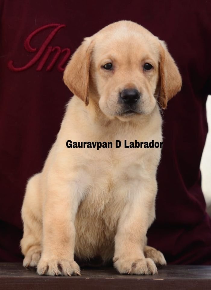 DogsIndia.com - Labrador Retriever - Gauravpan D Labradors