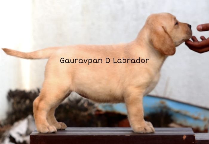 DogsIndia.com - Labrador Retriever - Gauravpan D Labradors