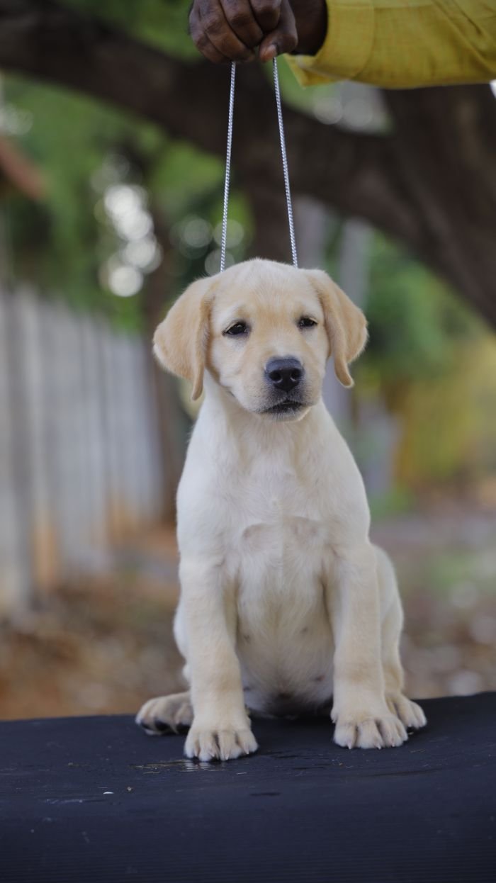 DogsIndia.com - Labrador Retriever - Gopi Kannan - Wings of Desire