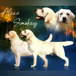 DogsIndia.com - Labrador Retriever - Gopi Kannan - Wings of Desire