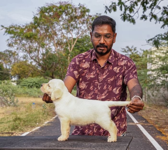 DogsIndia.com - Labrador Retriever - Gopi Kannan - Wings of Desire