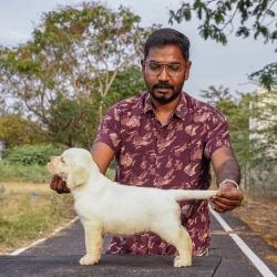 DogsIndia.com - Labrador Retriever - Gopi Kannan - Wings of Desire