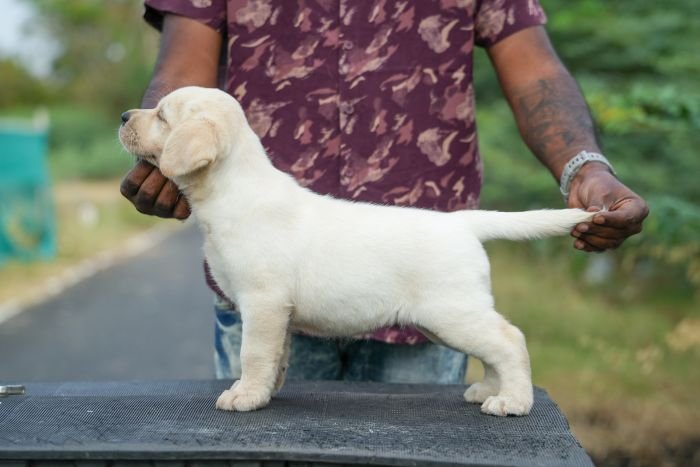 DogsIndia.com - Labrador Retriever - Gopi Kannan - Wings of Desire