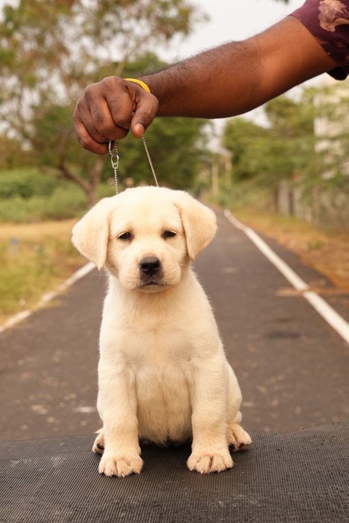 DogsIndia.com - Labrador Retriever - Gopi Kannan - Wings of Desire