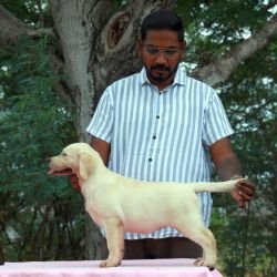 DogsIndia.com - Labrador Retriever - Gopi Kannan - Wings of Desire