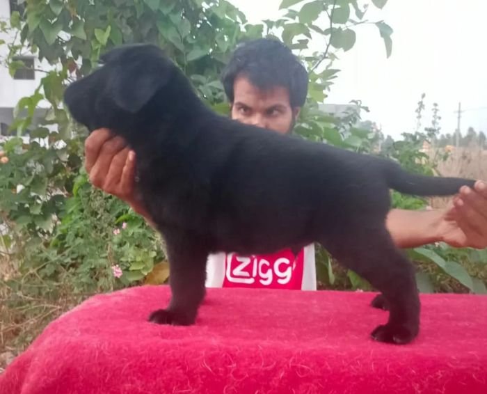 DogsIndia.com - Labrador Retriever - Hayesberg Kennels