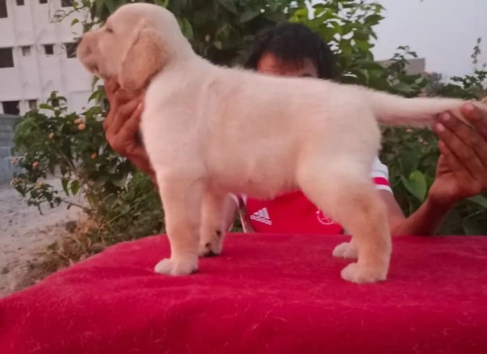 DogsIndia.com - Labrador Retriever - Hayesberg Kennels