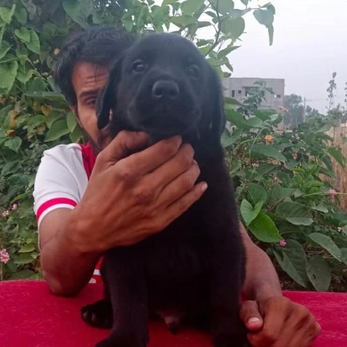 DogsIndia.com - Labrador Retriever - Hayesberg Kennels