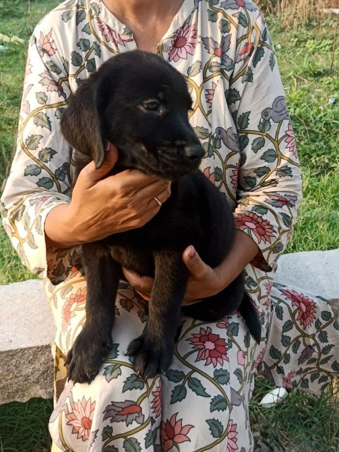 DogsIndia.com - Labrador Retriever - Hayesberg Kennels