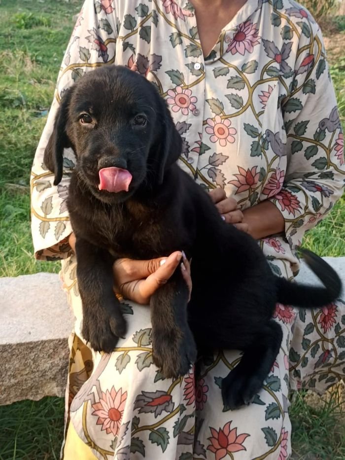 DogsIndia.com - Labrador Retriever - Hayesberg Kennels