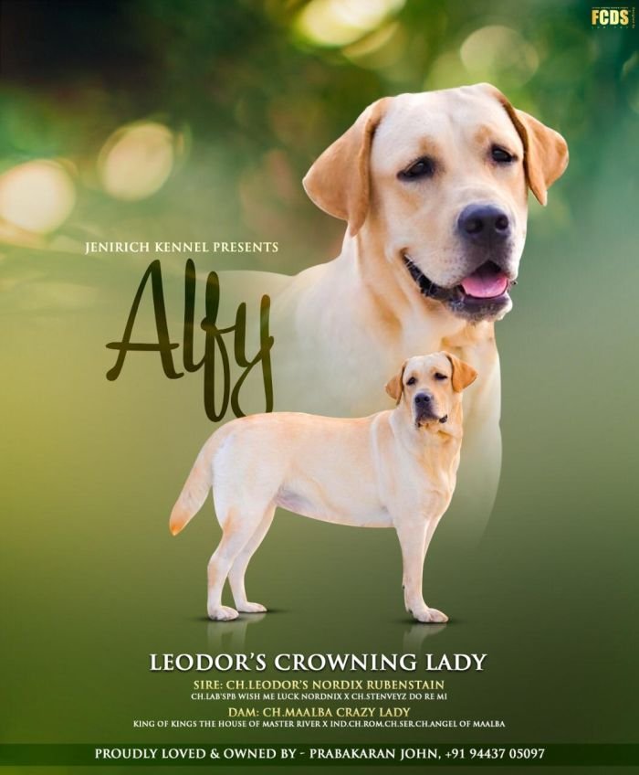 DogsIndia.com - Labrador Retriever - John