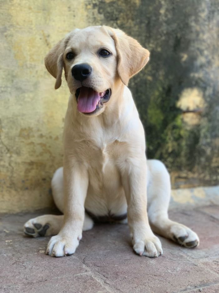 DogsIndia.com - Labrador Retriever - John