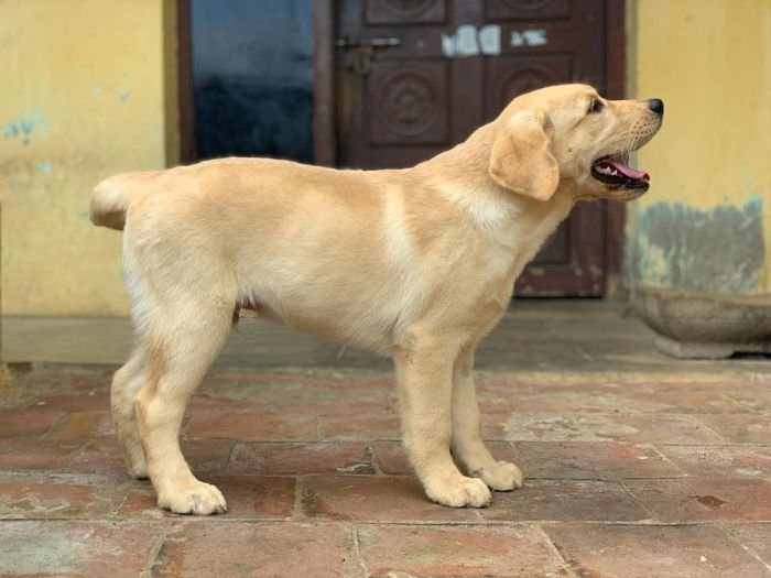 DogsIndia.com - Labrador Retriever - John