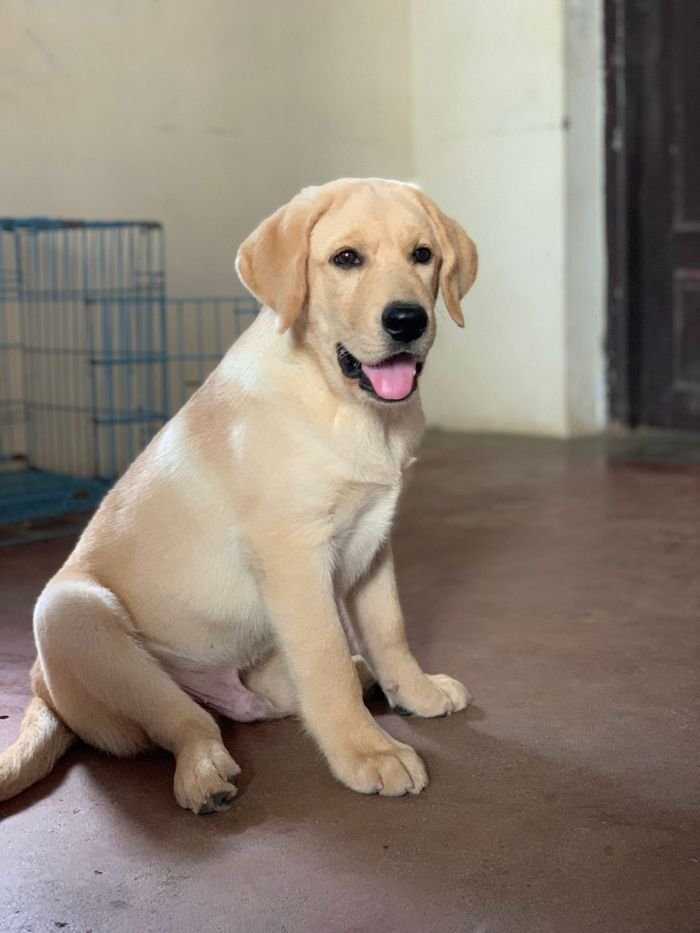 DogsIndia.com - Labrador Retriever - John