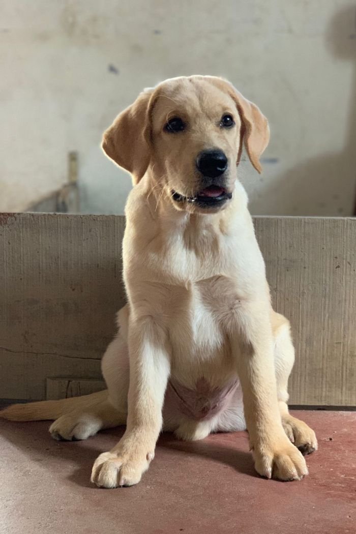 DogsIndia.com - Labrador Retriever - John