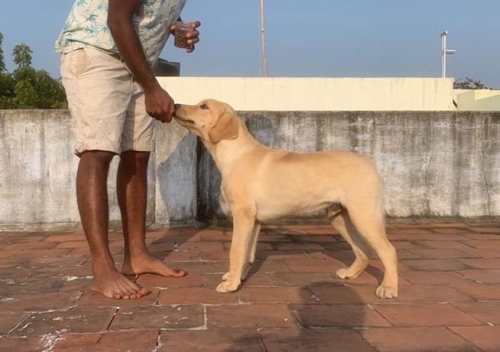 DogsIndia.com - Labrador Retriever - John