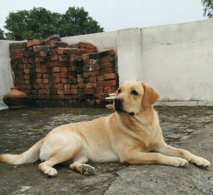 DogsIndia.com - Labrador Retriever - Joshberg Kennels, Joshi