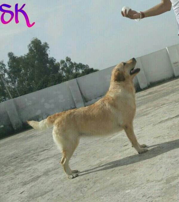 DogsIndia.com - Labrador Retriever - Joshberg Kennels, Joshi