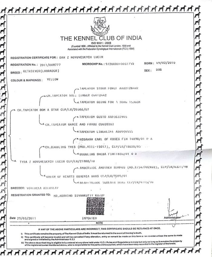 DogsIndia.com - Labrador Retriever - Joshberg Kennels, Joshi