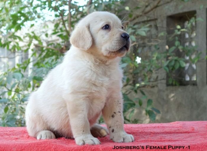 DogsIndia.com - Labrador Retriever - Joshberg Kennels, Joshi
