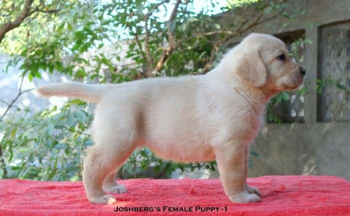 DogsIndia.com - Labrador Retriever - Joshberg Kennels, Joshi