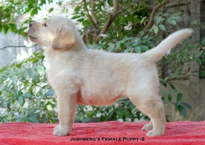 DogsIndia.com - Labrador Retriever - Joshberg Kennels, Joshi