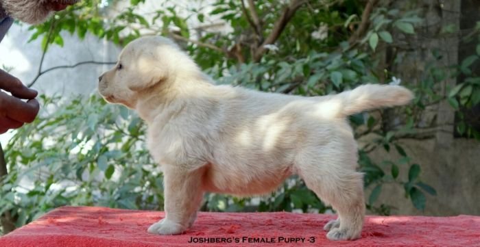 DogsIndia.com - Labrador Retriever - Joshberg Kennels, Joshi