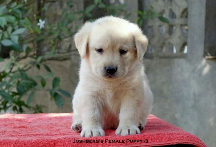 DogsIndia.com - Labrador Retriever - Joshberg Kennels, Joshi