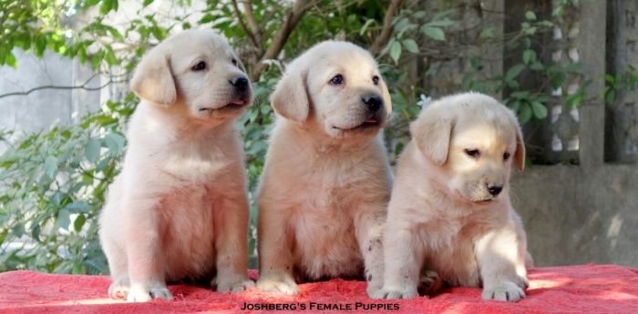 DogsIndia.com - Labrador Retriever - Joshberg Kennels, Joshi