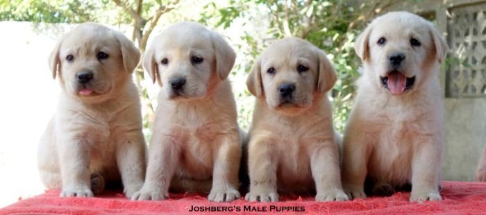 DogsIndia.com - Labrador Retriever - Joshberg Kennels, Joshi