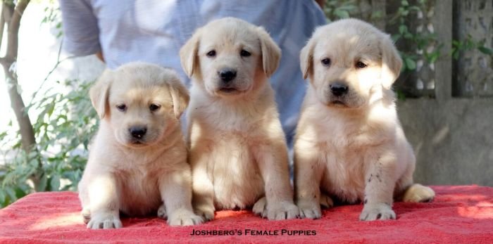 DogsIndia.com - Labrador Retriever - Joshberg Kennels, Joshi