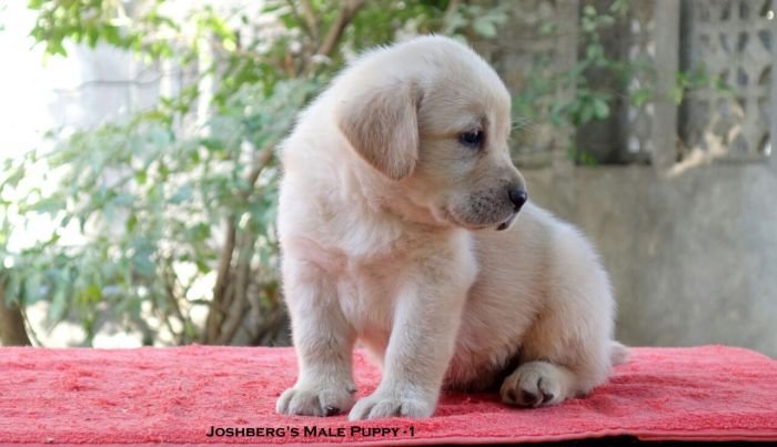 DogsIndia.com - Labrador Retriever - Joshberg Kennels, Joshi