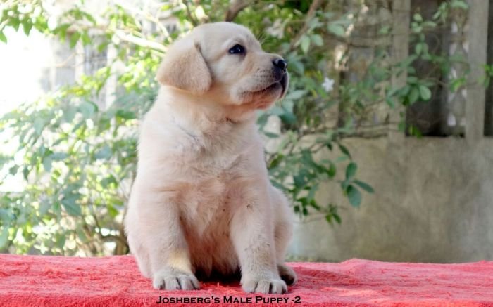 DogsIndia.com - Labrador Retriever - Joshberg Kennels, Joshi