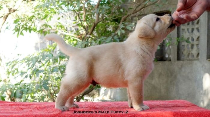 DogsIndia.com - Labrador Retriever - Joshberg Kennels, Joshi