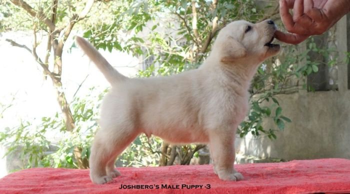 DogsIndia.com - Labrador Retriever - Joshberg Kennels, Joshi