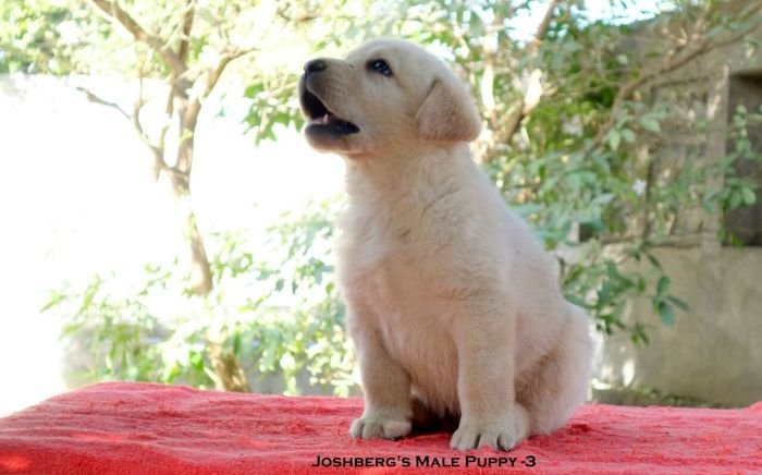 DogsIndia.com - Labrador Retriever - Joshberg Kennels, Joshi