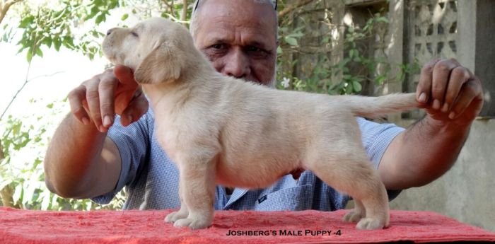 DogsIndia.com - Labrador Retriever - Joshberg Kennels, Joshi