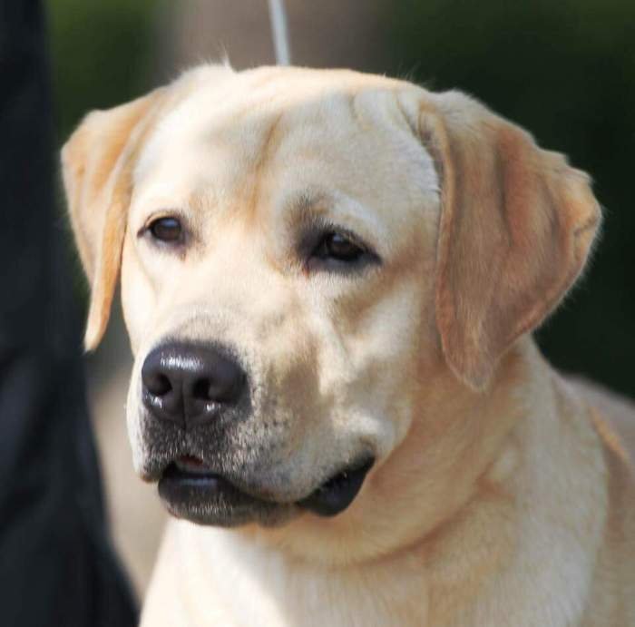 DogsIndia.com - Labrador Retriever - Joshberg Kennels, Joshi