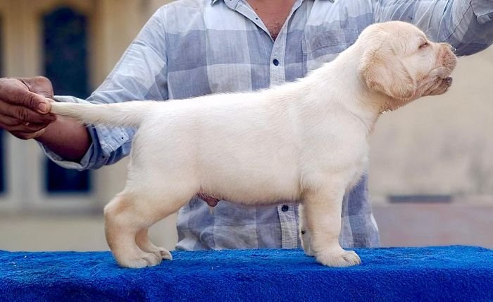 DogsIndia.com - Labrador Retriever - Karthick