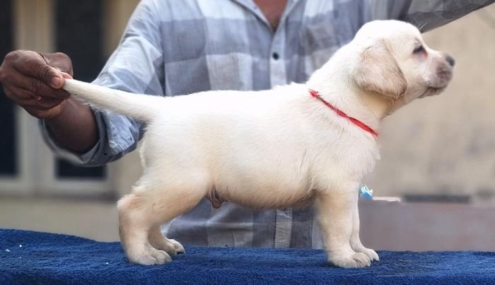 DogsIndia.com - Labrador Retriever - Karthick