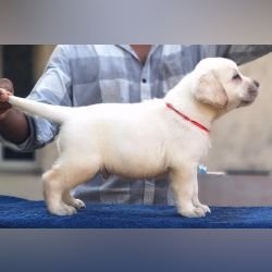DogsIndia.com - Labrador Retriever - Karthick