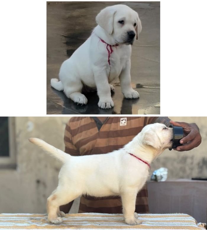 DogsIndia.com - Labrador Retriever - Karthick